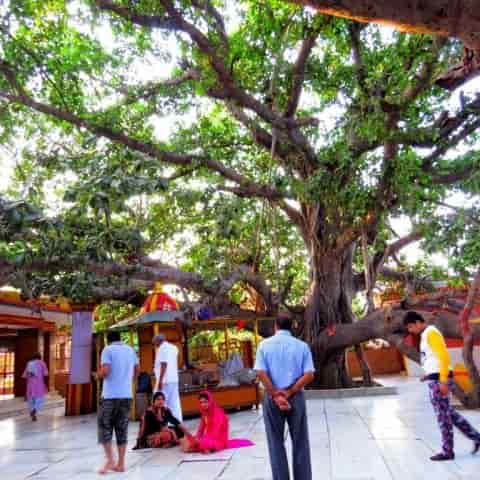 शुक्रताल का प्राचीन अक्षवत वृक्ष